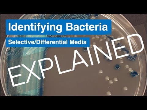 Bacterial Culture: Microbiology and Aseptic Technique Lab