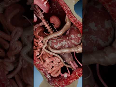 Frog Dissection Lab: Vertebrate Anatomy and Organ Systems