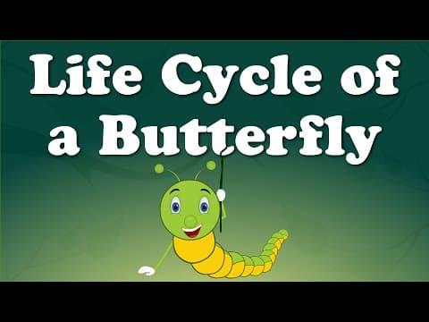 Butterfly Life Cycle: Complete Metamorphosis Science for Preschool