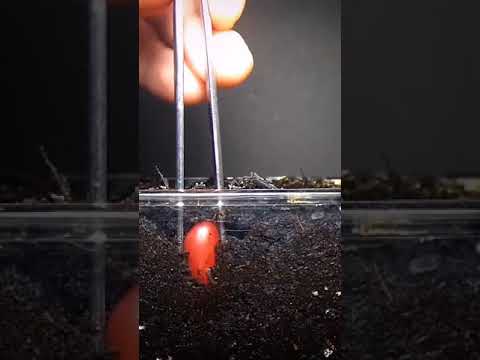 Growing Bean Sprouts: Plant Life Cycle Observation for Preschoolers