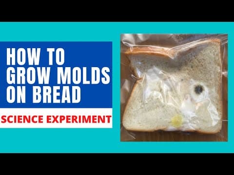 Mold Growth Experiment: Fungi and Environmental Factors Study