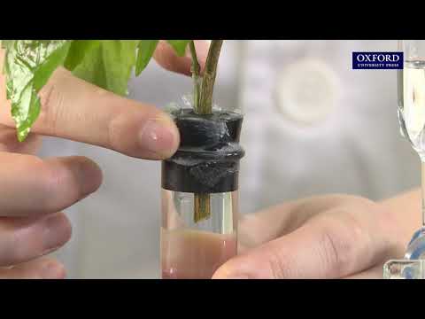 Transpiration Rate Measurement: Plant Water Loss Potometer Lab