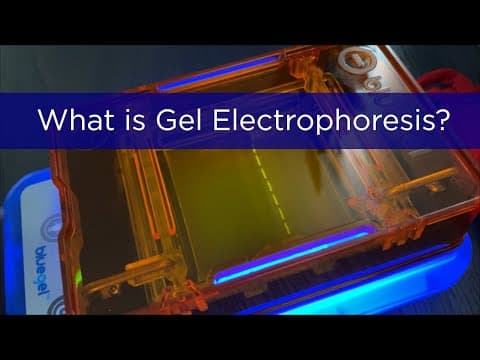DNA Gel Electrophoresis: Molecular Biology Lab Technique