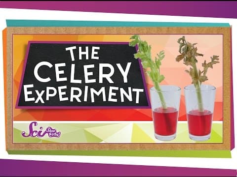 Celery Color Change: Plant Vascular System and Capillary Action