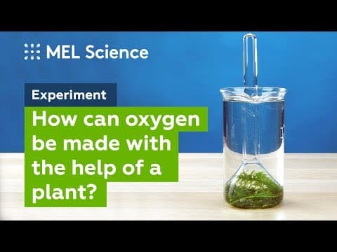 Photosynthesis Oxygen Production: Plant Biology Experiment