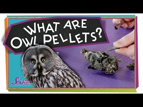 Owl Pellet Dissection: Food Chain and Predator Biology Lab